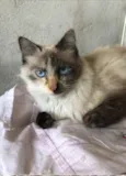 Bruna