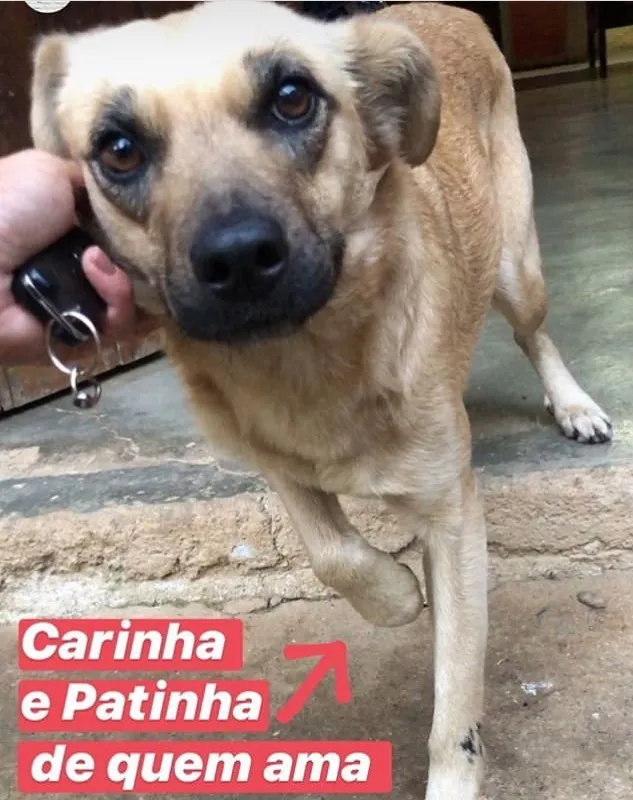 Cachorro ra a SRD-ViraLata idade 7 a 11 meses nome Lara