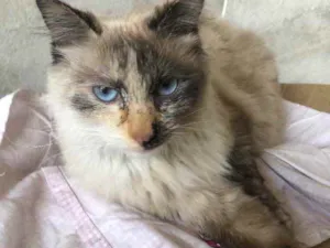 Gato raça Srd idade 2 anos nome Bruna
