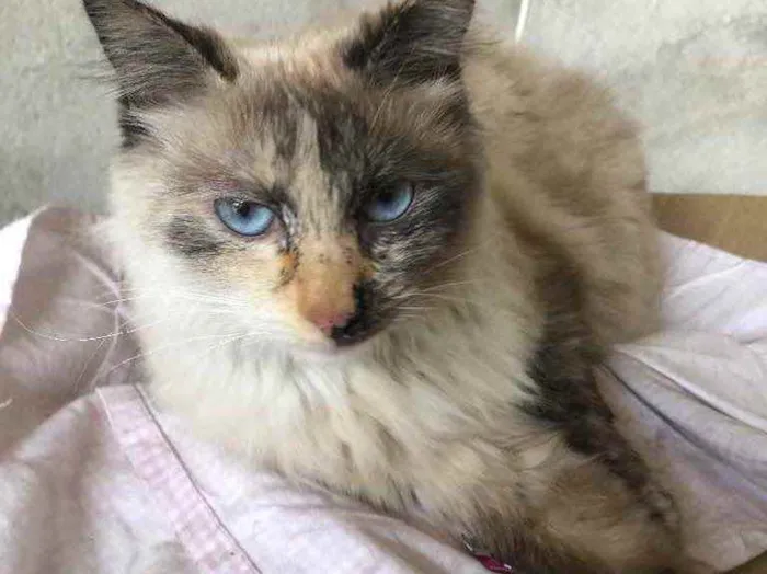 Gato ra a Srd idade 2 anos nome Bruna