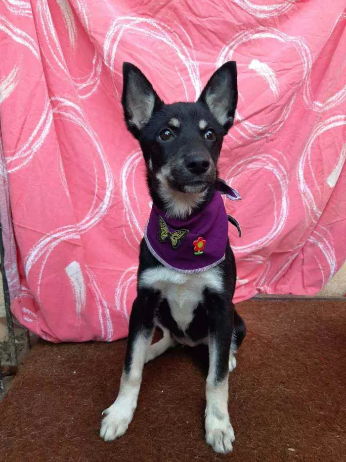 Cachorro ra a SRD idade 2 a 6 meses nome Moana