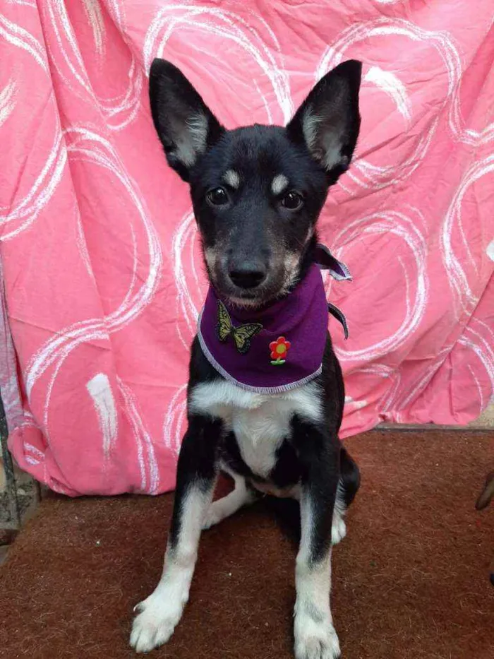 Cachorro ra a SRD idade 2 a 6 meses nome Moana