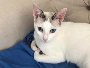 Gato raça Srd idade 1 ano nome Valentina 