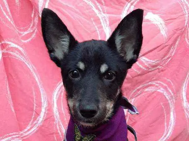 Cachorro ra a SRD idade 2 a 6 meses nome Moana