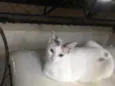 Valentina