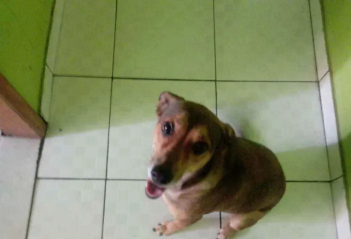 Cachorro ra a SRD idade 3 anos nome Belinha