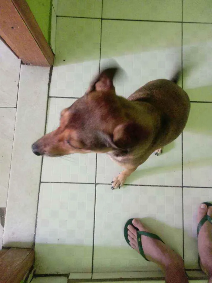 Cachorro ra a SRD idade 3 anos nome Belinha