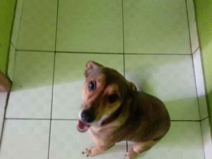 Cachorro ra a SRD idade 3 anos nome Belinha