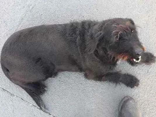 Cachorro ra a Sem raça  idade 6 ou mais anos nome Lessy