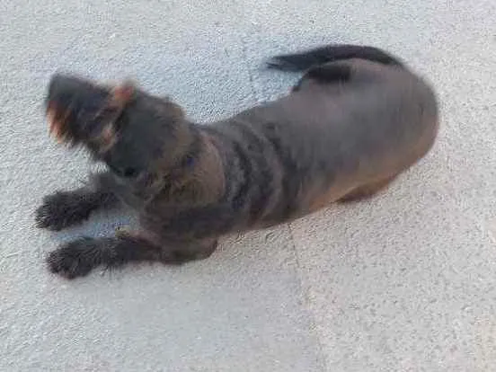 Cachorro ra a Sem raça  idade 6 ou mais anos nome Lessy