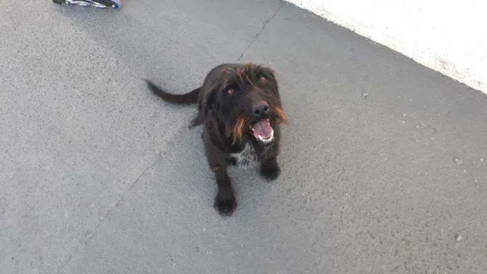 Cachorro ra a Sem raça  idade 6 ou mais anos nome Lessy