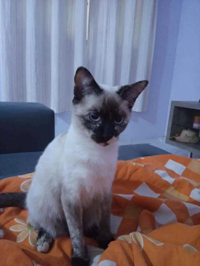 Gato ra a Indefinida idade 1 ano nome Cacau