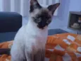 Cacau