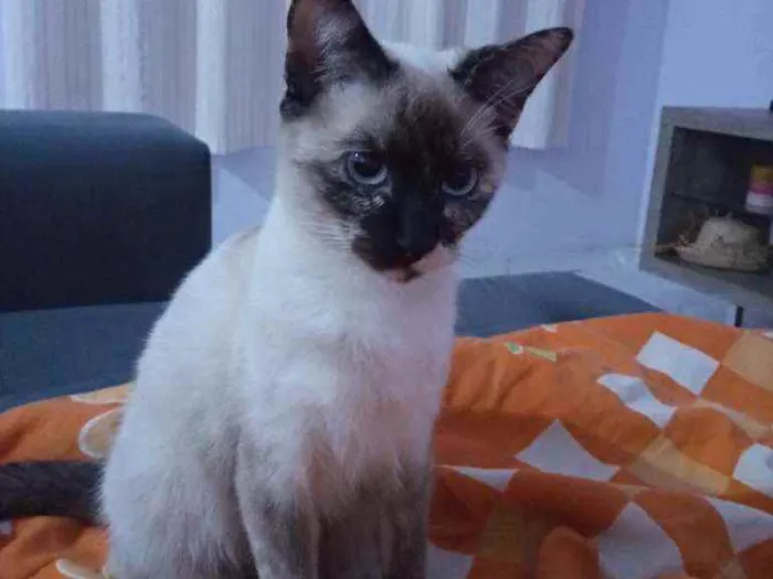 Gato ra a Indefinida idade 1 ano nome Cacau