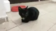 Gael