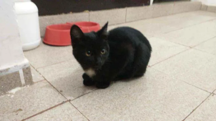 Gato ra a Sem raça definida idade 2 a 6 meses nome Gael