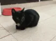 Gael