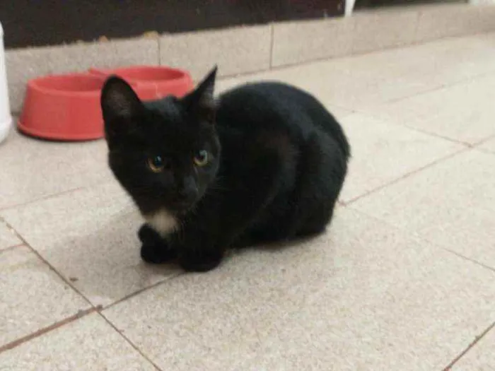 Gato ra a Sem raça definida idade 2 a 6 meses nome Gael