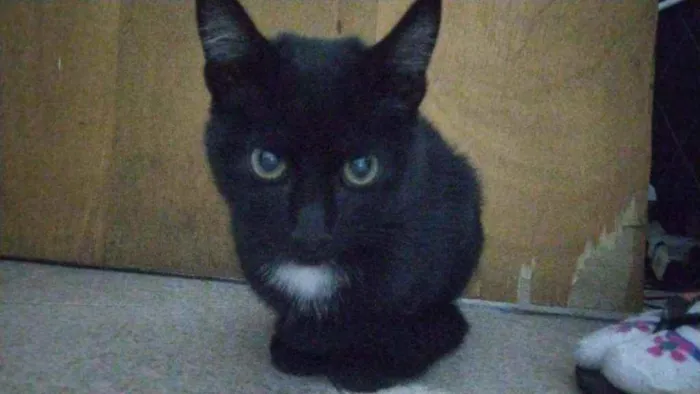 Gato ra a Sem raça definida idade 2 a 6 meses nome Gael