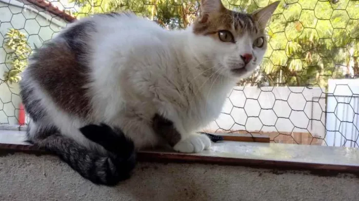 Gato ra a Srd idade 2 anos nome Branquinho lindo