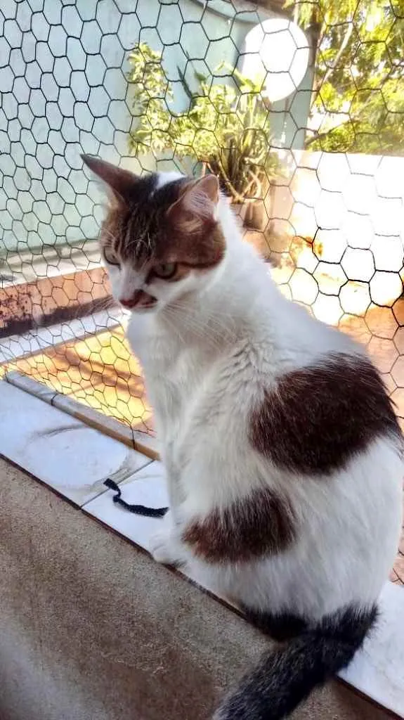 Gato ra a Srd idade 2 anos nome Branquinho lindo