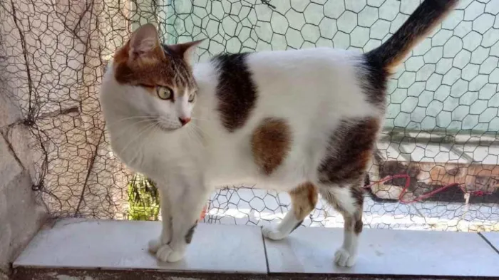 Gato ra a Srd idade 2 anos nome Branquinho lindo