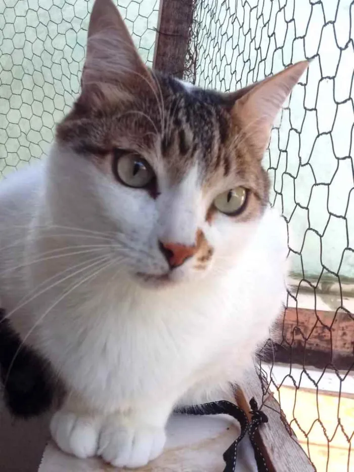 Gato ra a Srd idade 2 anos nome Branquinho lindo