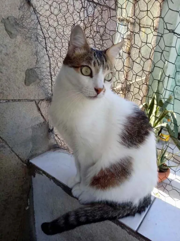 Gato ra a Srd idade 2 anos nome Branquinho lindo