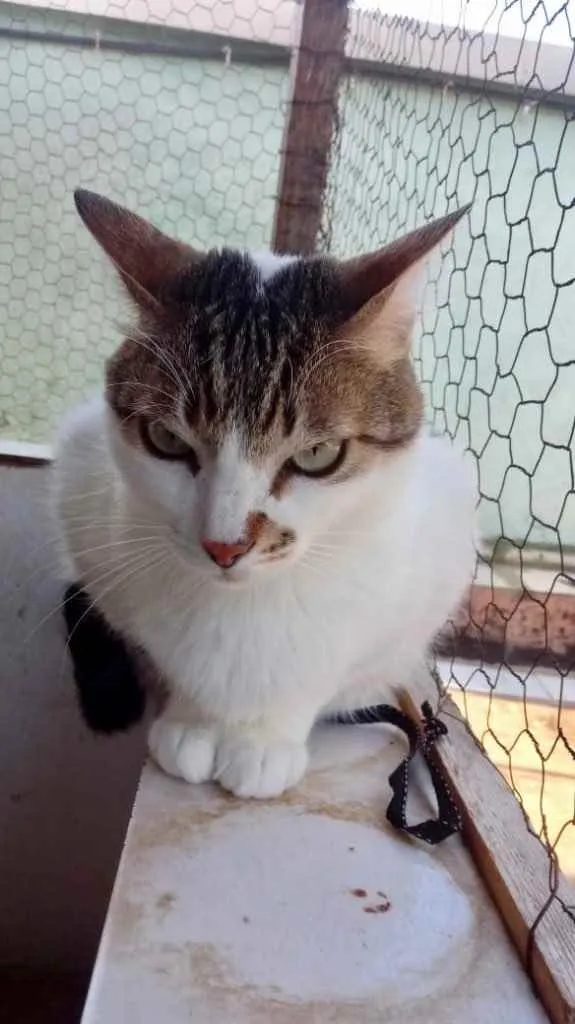 Gato ra a Srd idade 2 anos nome Branquinho lindo