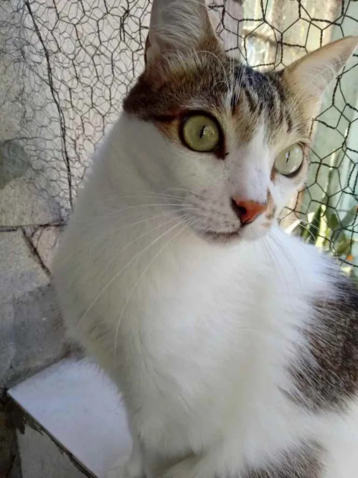 Gato ra a Srd idade 2 anos nome Branquinho lindo