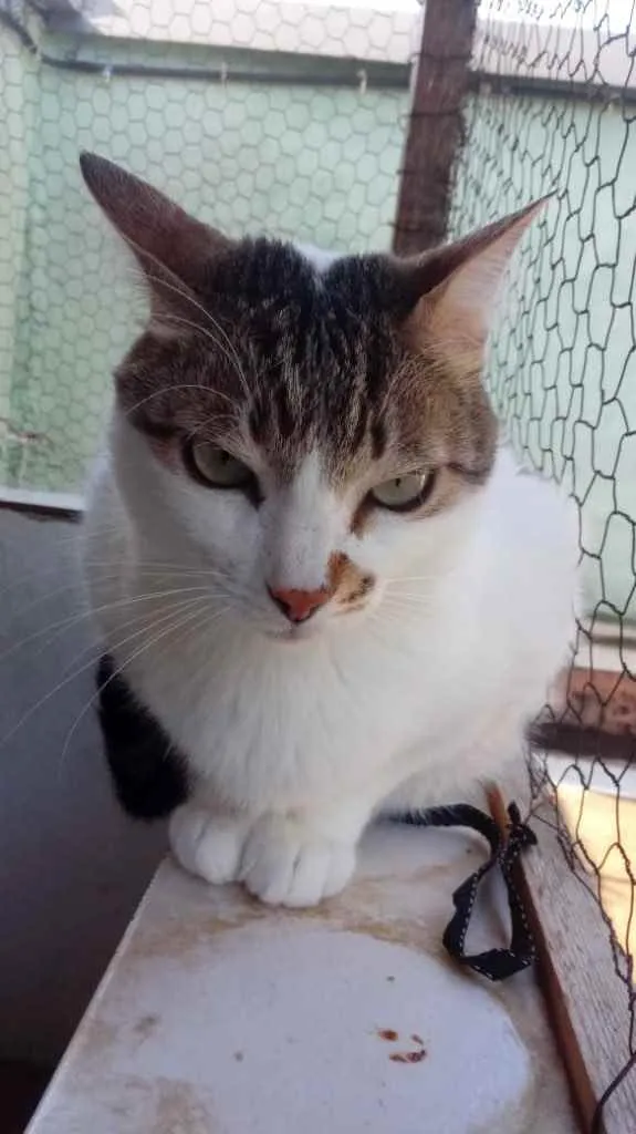 Gato ra a Srd idade 2 anos nome Branquinho lindo