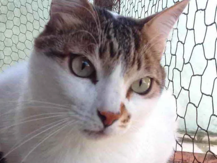 Gato ra a Srd idade 2 anos nome Branquinho lindo