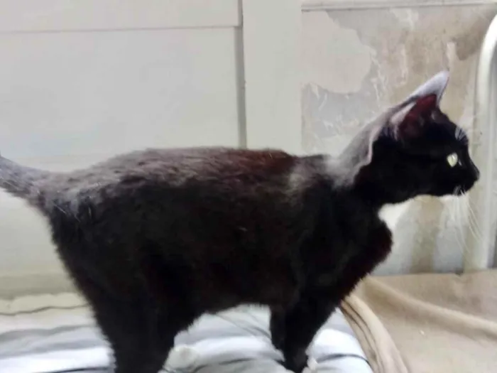 Gato ra a Srd  idade 2 anos nome Ariane linda e Fofa