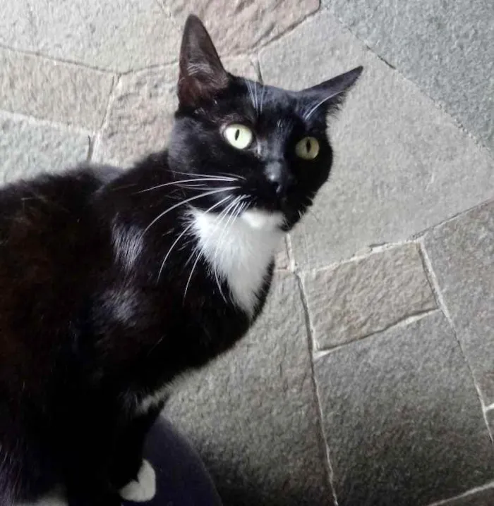 Gato ra a Srd  idade 2 anos nome Ariane linda e Fofa