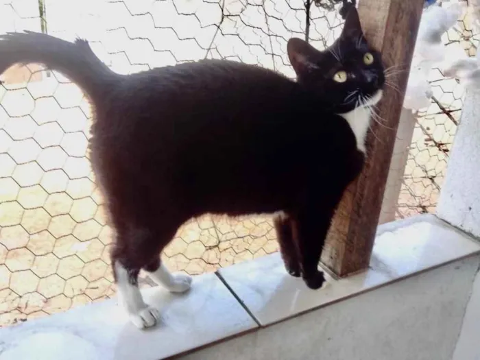 Gato ra a Srd  idade 2 anos nome Ariane linda e Fofa