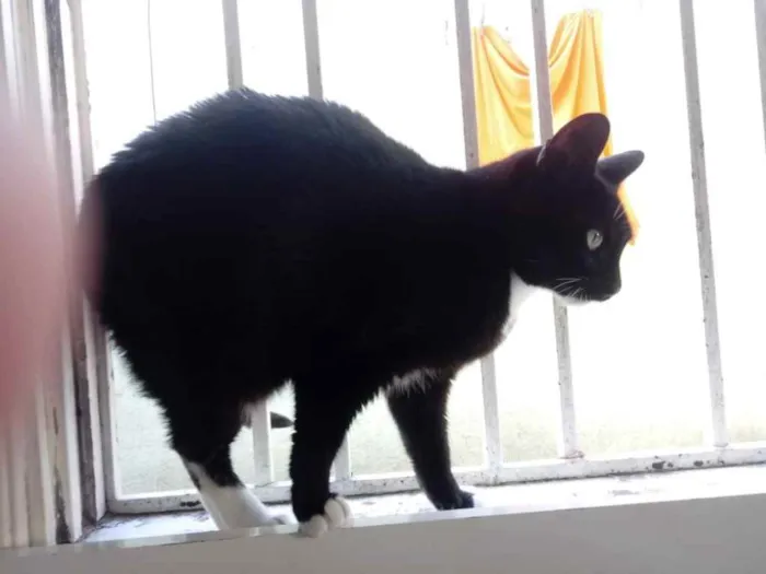 Gato ra a Srd  idade 2 anos nome Ariane linda e Fofa