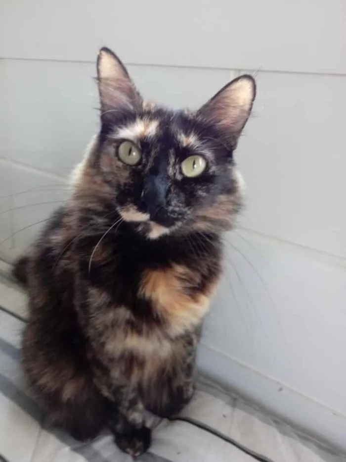 Gato ra a Srd  idade 2 anos nome Belíssima gatinha