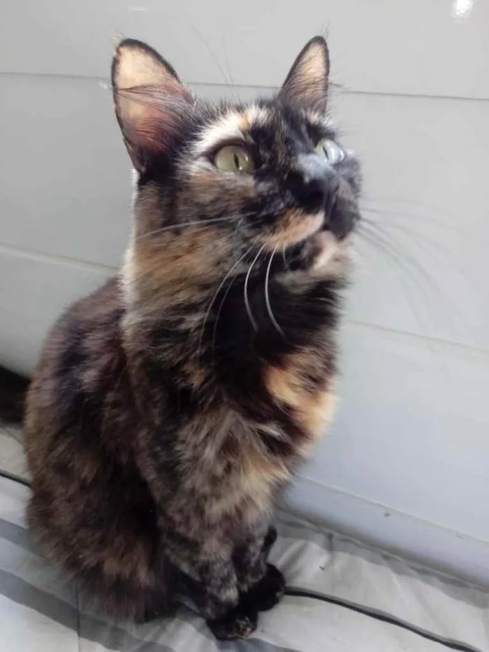 Gato ra a Srd  idade 2 anos nome Belíssima gatinha