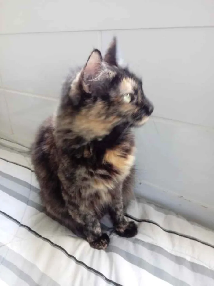 Gato ra a Srd  idade 2 anos nome Belíssima gatinha