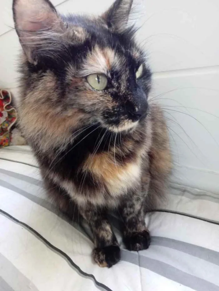 Gato ra a Srd  idade 2 anos nome Belíssima gatinha