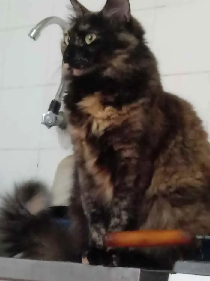 Gato ra a Srd  idade 2 anos nome Belíssima gatinha