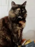 Belíssima gatinha