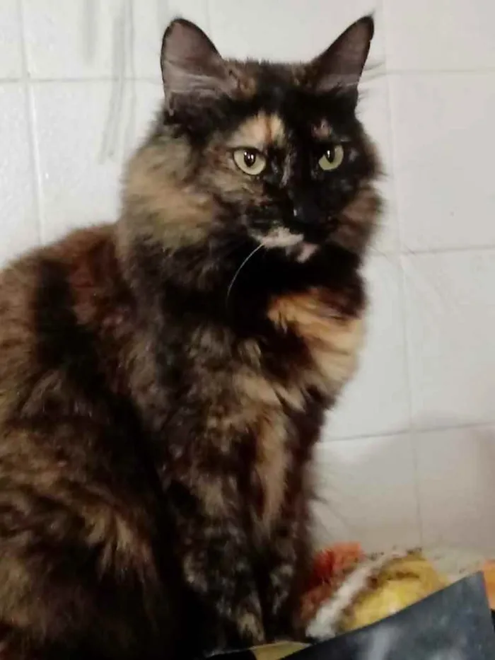 Gato ra a Srd  idade 2 anos nome Belíssima gatinha