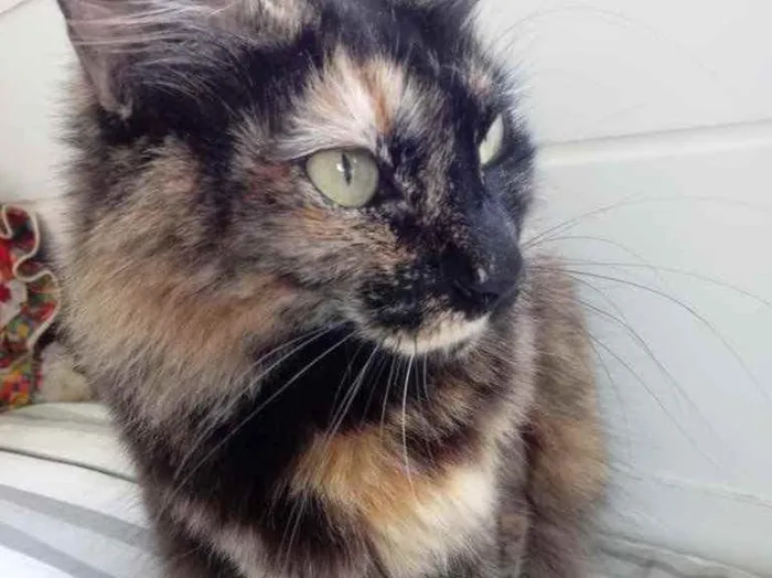 Gato ra a Srd  idade 2 anos nome Belíssima gatinha