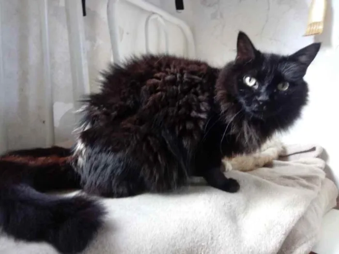 Gato ra a Srd  idade 3 anos nome Belíssima gatinha