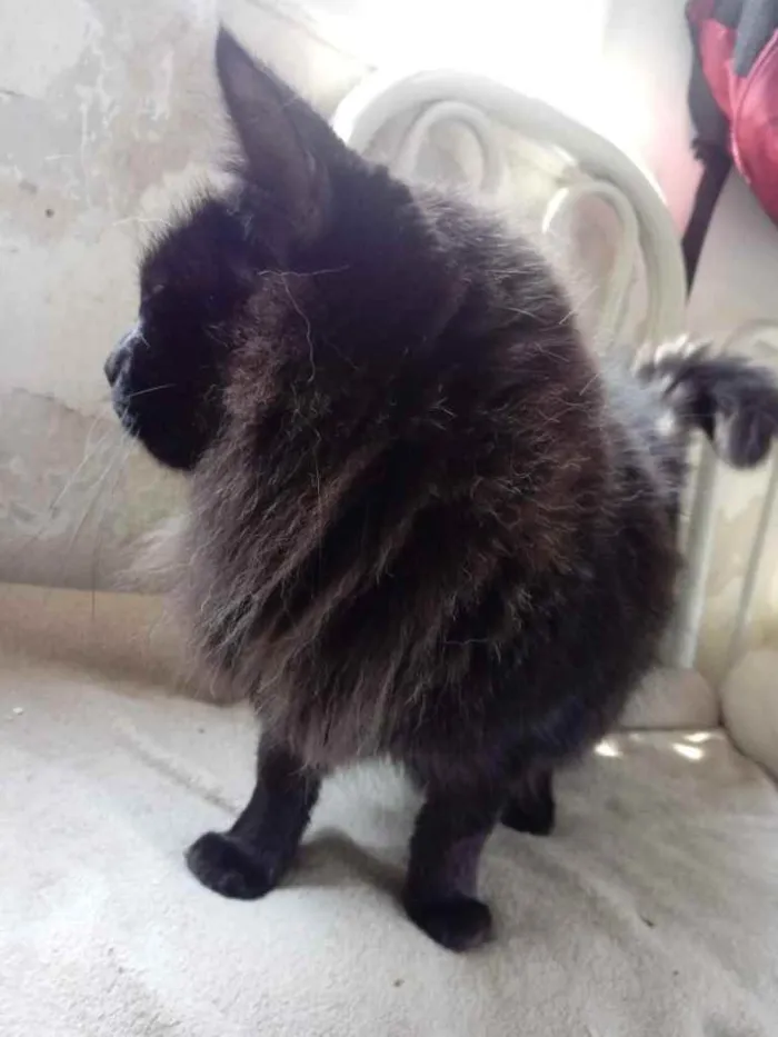 Gato ra a Srd  idade 3 anos nome Belíssima gatinha