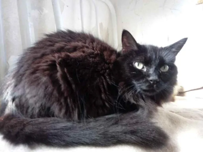 Gato ra a Srd  idade 3 anos nome Belíssima gatinha
