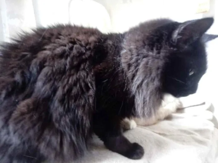Gato ra a Srd  idade 3 anos nome Belíssima gatinha