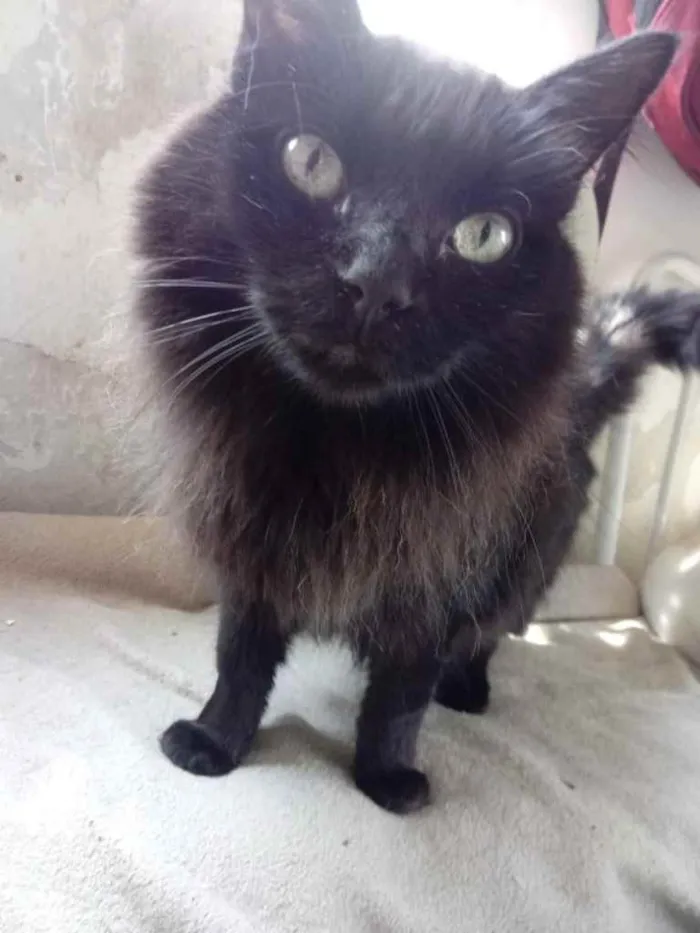 Gato ra a Srd  idade 3 anos nome Belíssima gatinha