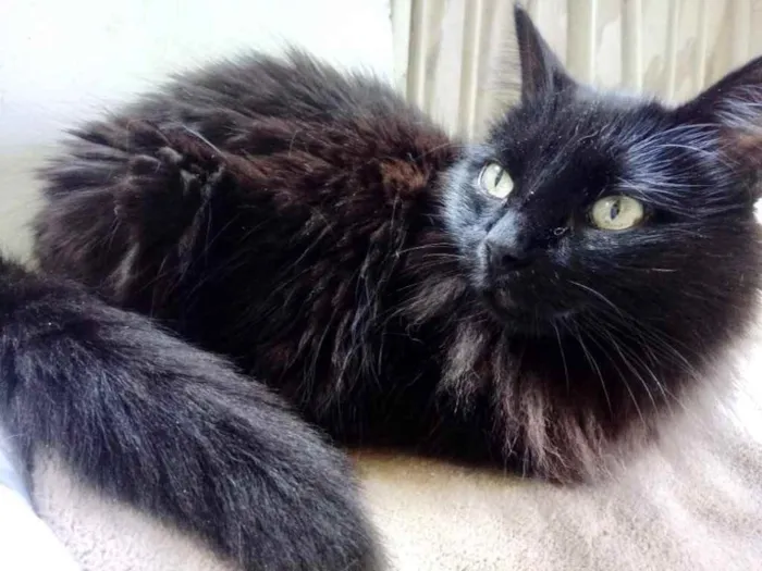 Gato ra a Srd  idade 3 anos nome Belíssima gatinha